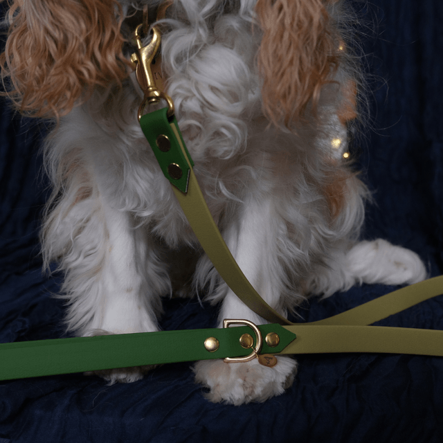 Vert fougère et avocat — Collier bicolore imperméable — URSA MAJOR
