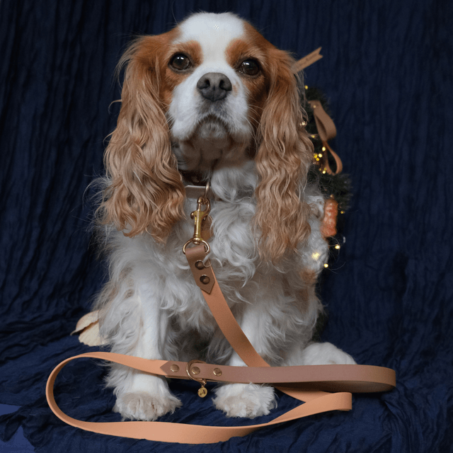 Tabac et pêche — Collier bicolore imperméable — URSA MAJOR