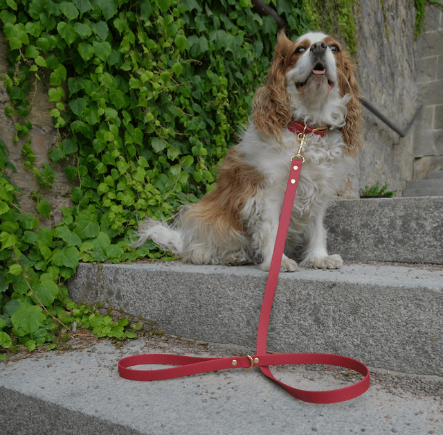 Framboise — Laisse unie imperméable 120cm — URSA MINOR